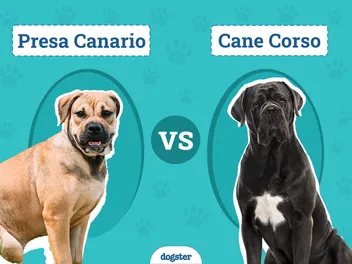 Presa Canario vs. Cane Corso: The Main Differences (With Pictures)