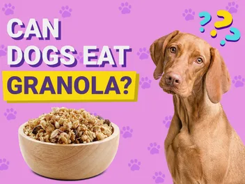 Can Dogs Eat Granola? Vet-Reviewed Health & Nutrition Info