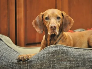 How Much Does a Vizsla Cost? 2026 Price Guide