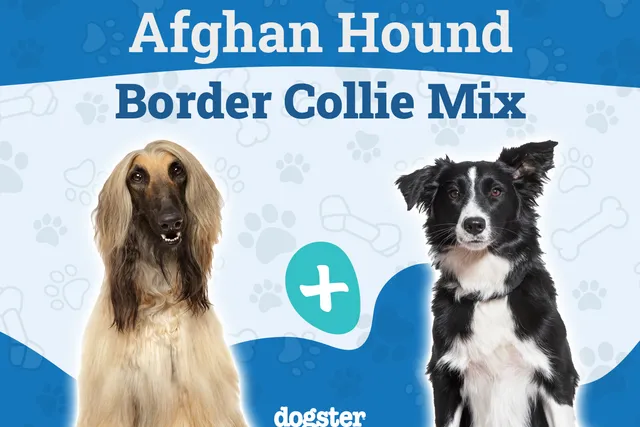 Afghan Collie (Afghan Hound & Border Collie Mix): Info, Pictures, Care & More