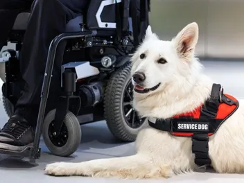 Service Dog Etiquette: 10 Best Practices When You Encounter One
