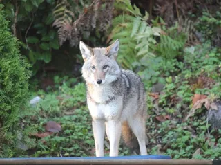 How Big Are Coyotes Compared to Dogs? Vet-Reviewed Size Chart & Comparison