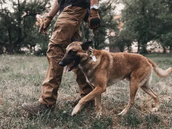 How to Train Belgian Malinois: 11 Vet-Approved Tips