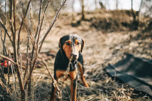 Greek Hound Dog Breed: Info, Pictures, Care & More