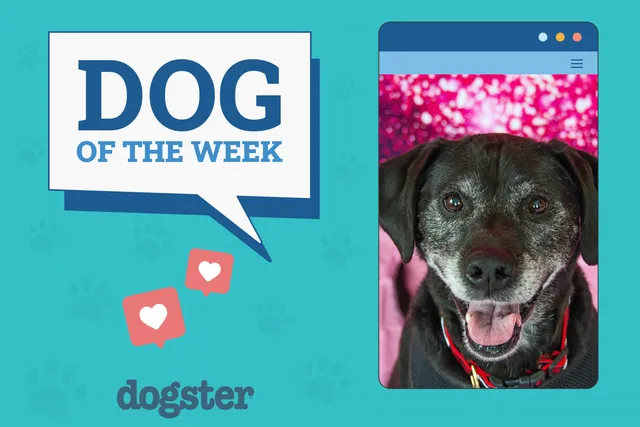Dogster Photo Contest: Dogs of the Week Winners (Mar 27, 2025)
