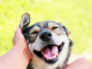 10 Signs Your Dog Loves You (Vet Approved)