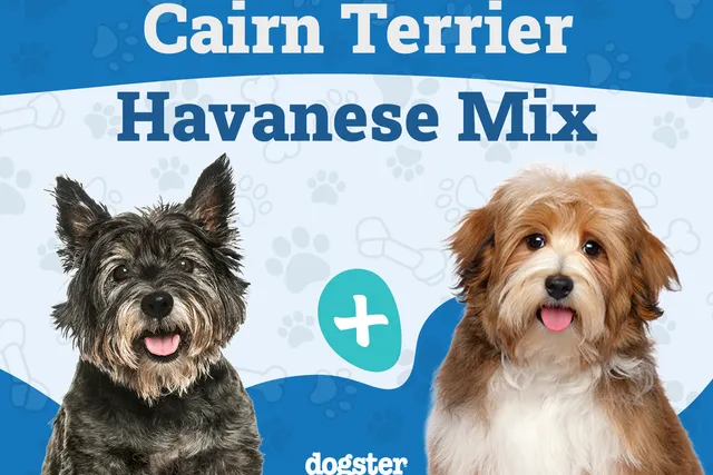 Cairnese (Cairn Terrier & Havanese Mix): Info, Pictures, Care & More