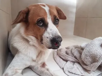 Dog Nosebleeds: Causes & Care Guide (Vet Answer)