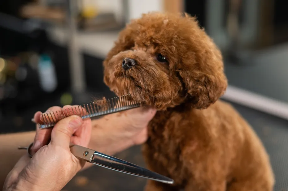 Woman trimming toy poodle with scissors in grooming salon