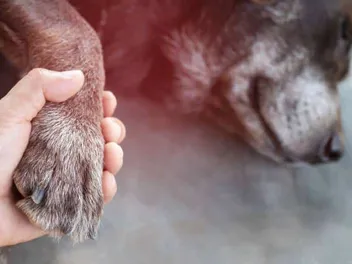 Paw Pods Are an Eco-Friendly Way to Say Goodbye to Your Pet