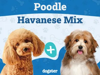 Havapoo (Poodle & Havanese Mix): Info, Pictures, Care & More