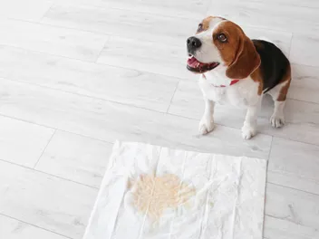 Why Is My Dog Leaking Urine Suddenly? Causes & Vet-Approved Treatments