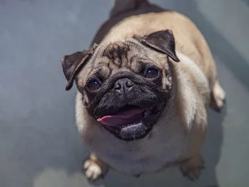 Why Is My Pug Screaming? 12 Vet-Verified Likely Reasons