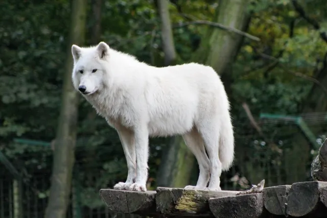 How Big Are Wolves Compared to Dogs? (Size Chart & Comparison)
