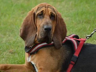 How Good Is a Bloodhound's Sense of Smell? Vet-Verified Facts & FAQ