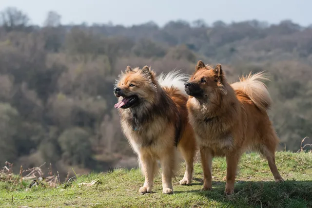 Do Dogs Fall In Love? Vet-Approved Facts & FAQ