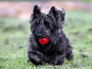 7 Ball Games for Dogs to Try With Your Pet