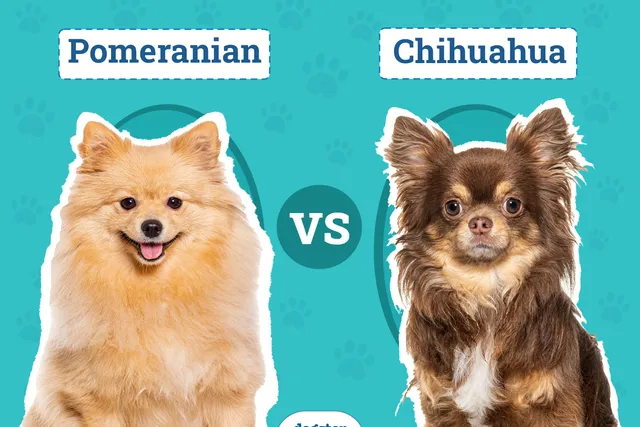 Pomeranian vs Chihuahua: Notable Differences & Similarities