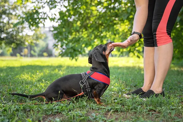 How to Become a Dog Trainer in 12 Easy Steps