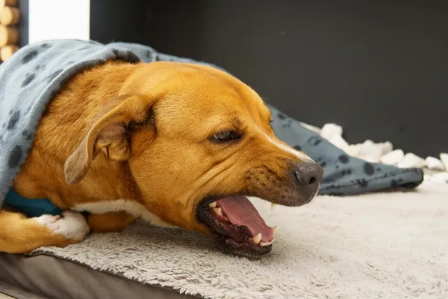 Why is My Dog Throwing Up Black or Dark Red Vomit? Our Vet Explains Causes & Treatment