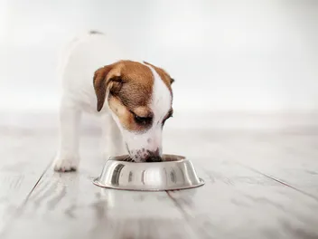 10 Best Affordable Puppy Foods in 2026 - Reviews & Top Picks