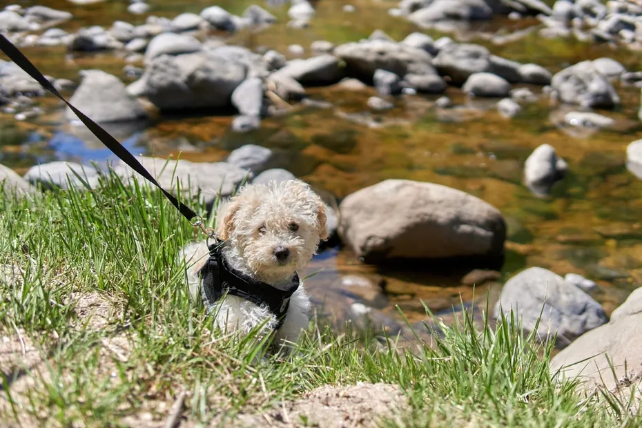 poodle toy with an harness resting on rocks in a creek