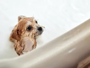 How Often Should You Bathe Your Maltipoo? Vet-Approved Cleaning & Bath Tips