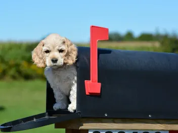 Why Do Dogs Hate the Mailman? Dog Myths Debunked & Vet-Reviewed