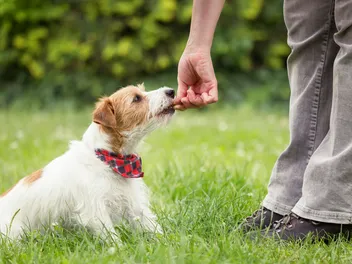 How to Give a Dog a Treat: Vet Approved Tips, Do's & Don'ts