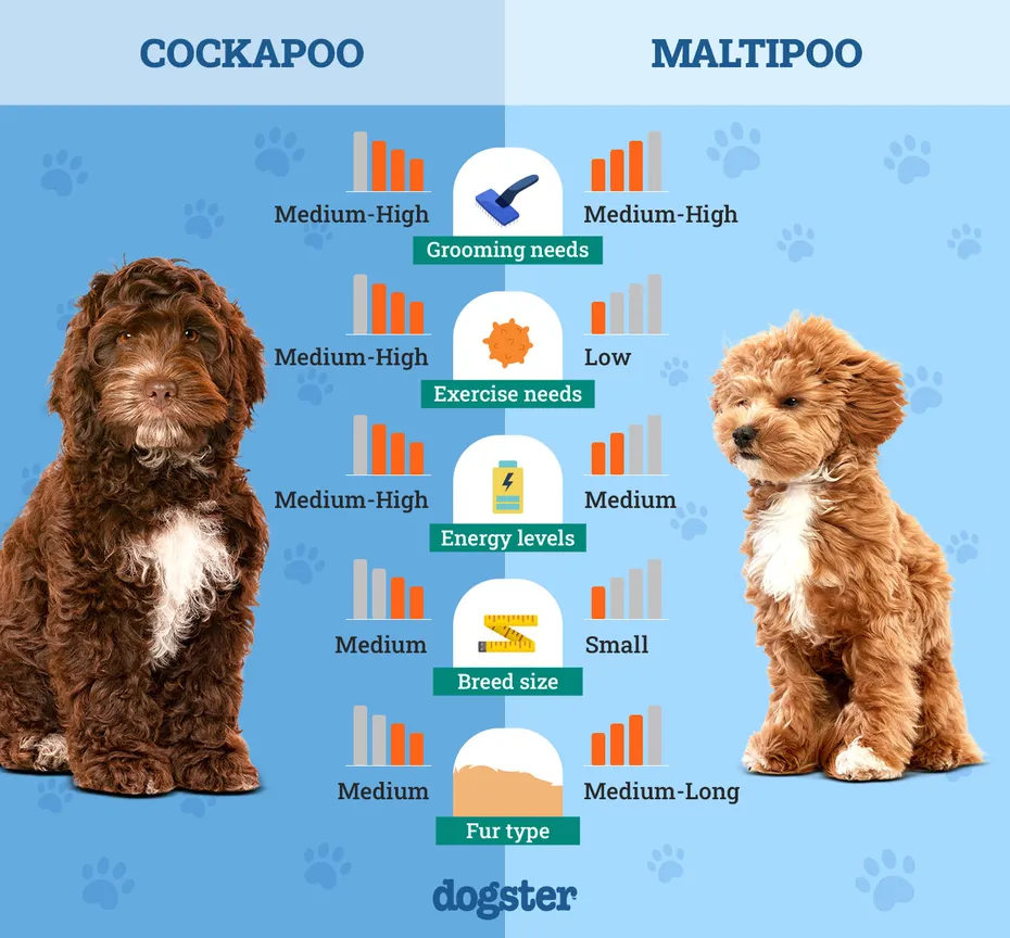 Dogster_Side by Side Comparison_Cockapoo vs Maltipoo