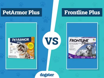 PetArmor Plus vs Frontline Plus Flea Treatment: The Differences (Vet Answer)