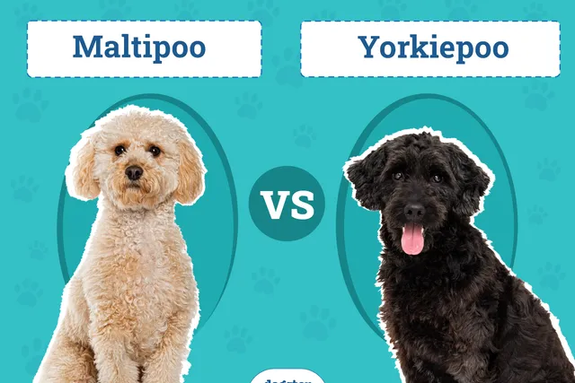 Maltipoo vs Yorkiepoo: The Differences (With Pictures)