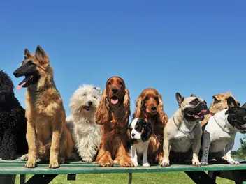 10 Most Popular Dog Breeds in Texas in 2026 (With Info & Pictures)