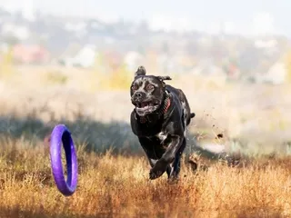 How Much Exercise Does My Cane Corso Need? Vet-Reviewed Facts & FAQ