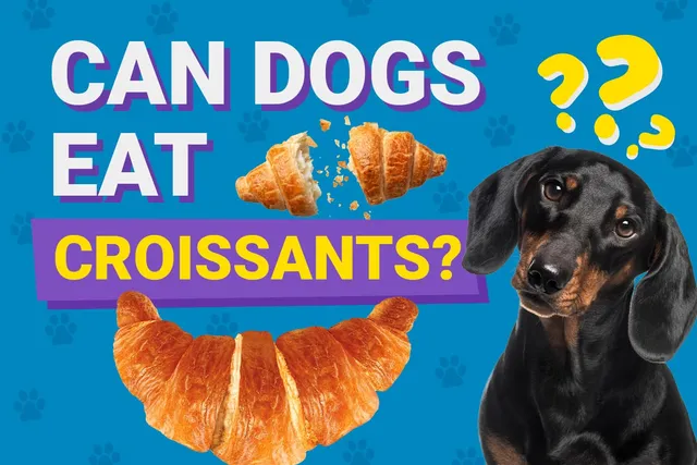 Can Dogs Eat Croissants? Vet-Verified Nutrition Facts & Alternatives