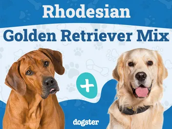 Rhodesian Ridgeback Golden Retriever Mix: Info, Pictures, Temperament & Traits
