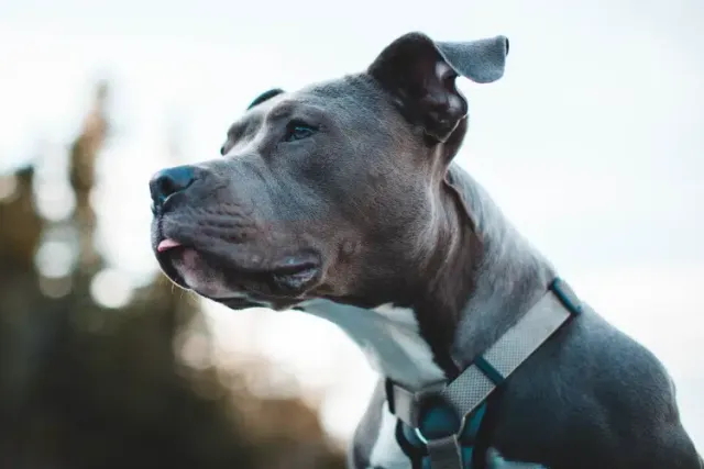 Are Pit Bulls Banned in Canada? Provincial & Municipal Regulations Guide