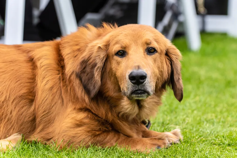 Basset Retriever resting on park grass