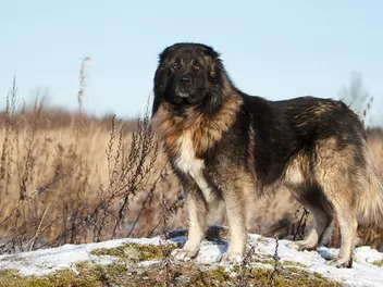 Caucasian Ovcharka: Dog Breed Info, Pictures, Facts, & Traits