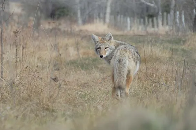 How to Tell Dog and Coyote Tracks Apart: 4 Tips & Tricks