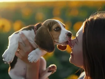Do Beagles Like to Cuddle? Breed Temperament Explained