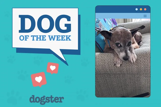 Dogster Photo Contest: Dogs of the Week Winners (August 21, 2025)