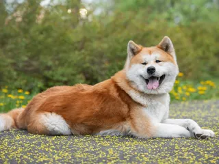 37 Akita Mixed Breeds (With Info & Pictures)
