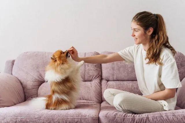 7 Great Impulse Control Games for Dogs You Can Play Today!