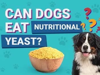 Can Dogs Eat Nutritional Yeast? Vet-Verified Nutrition Facts & Info