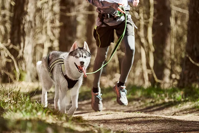How Far Can I Run With My Dog? Vet-Approved Guide By Breed