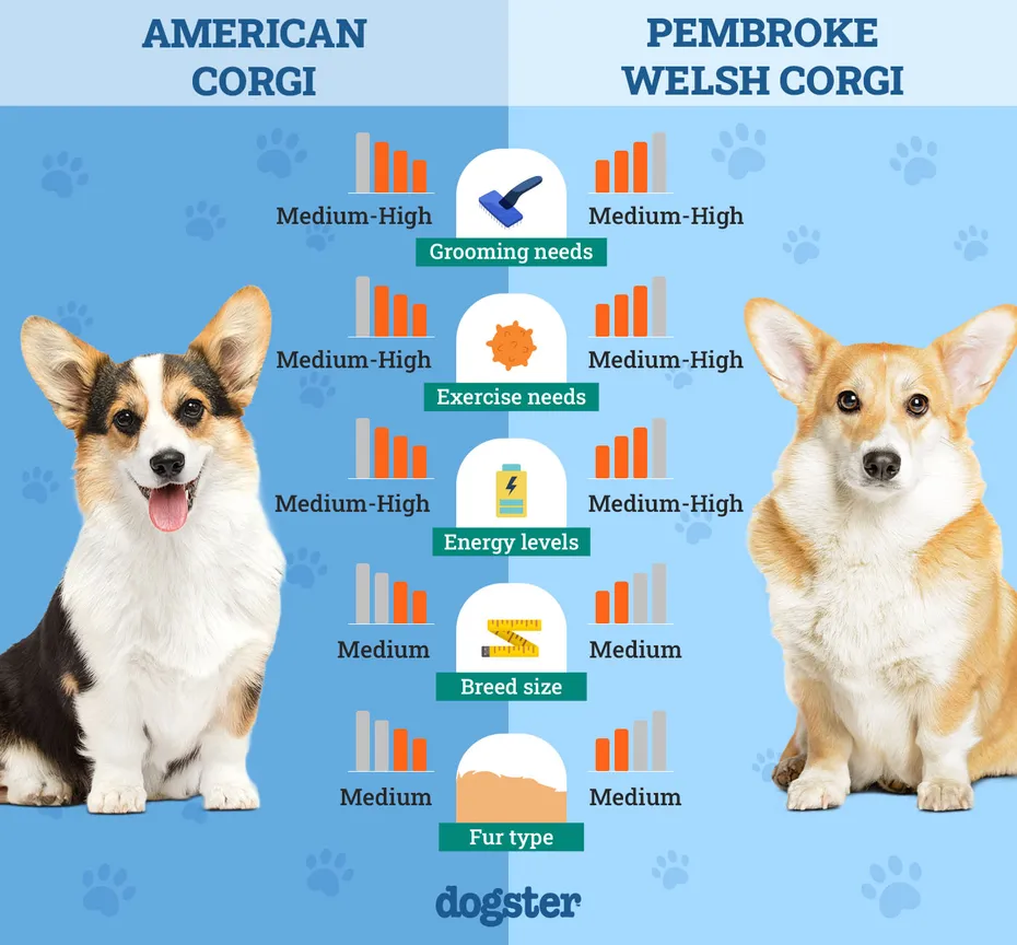 Dogster_Side by Side Comparison_ American Corgi vs Pembroke Welsh Corgi