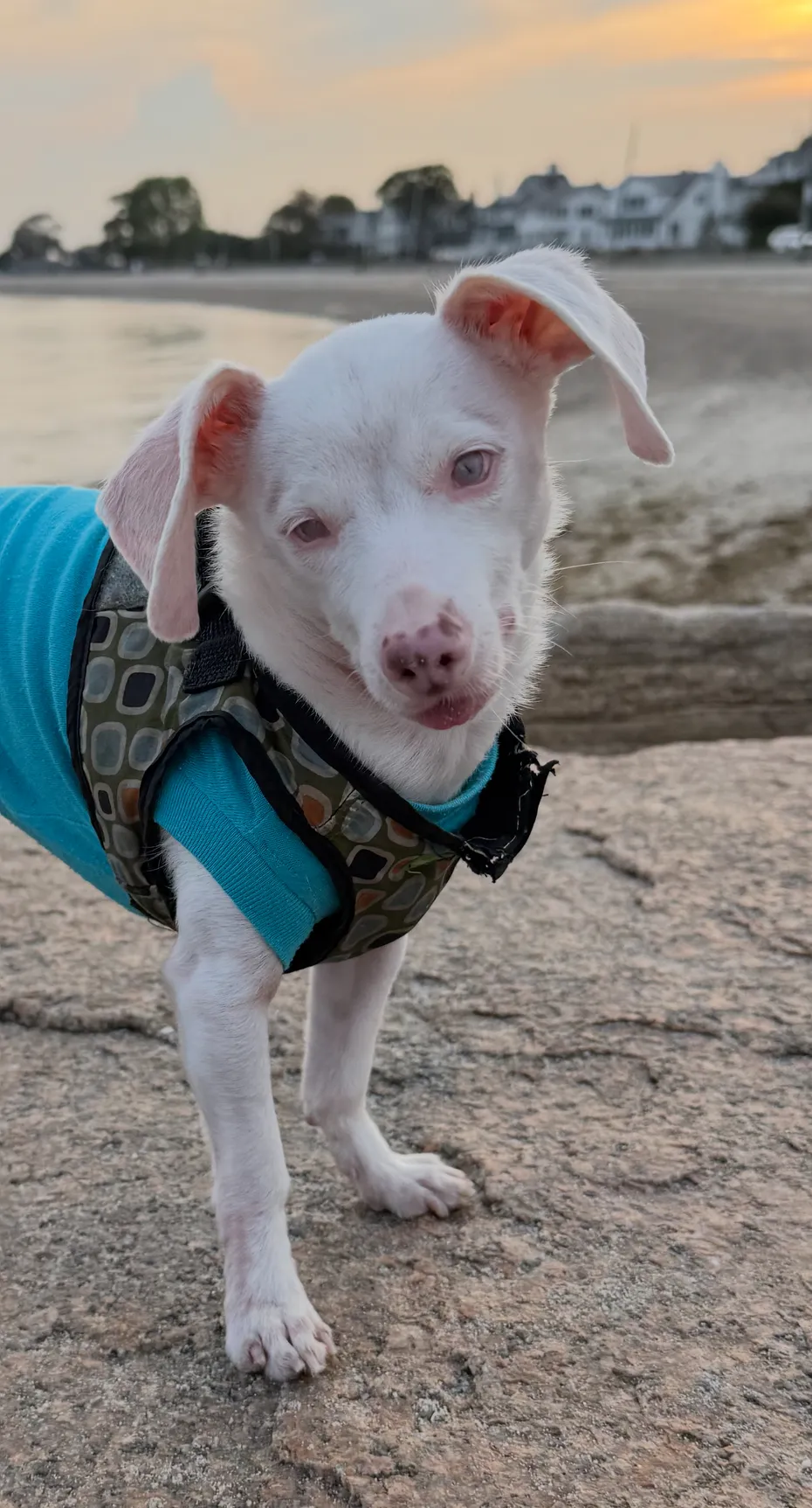 Small white puppy with blue eyes wearing a blue shirt on a beach