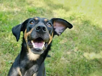 Boxerman (Boxer & Doberman Mix): Info, Pictures, Care & More