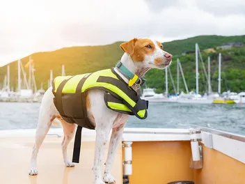 Do Dogs Need Life Jackets? Exploring Necessity vs Fancy Gadget